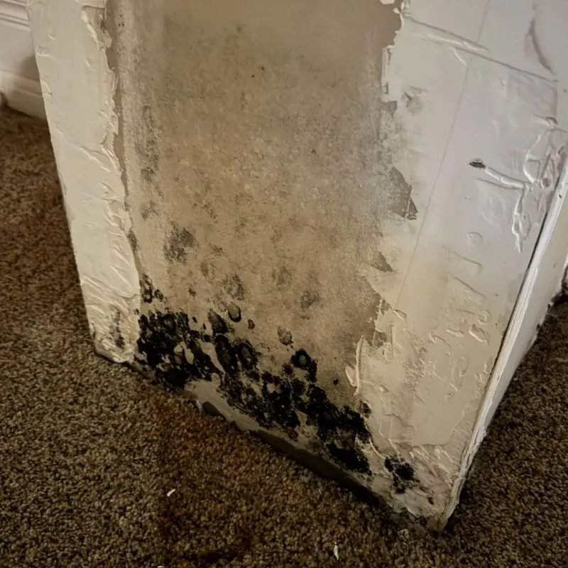 Professional Mold Removal in Red Bank, TN